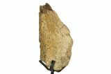 Fossil Triceratops Vertebral Process w/ Metal Stand - South Dakota #350605-1
